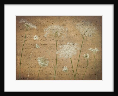 Cow parsley flowers by Assaf Frank